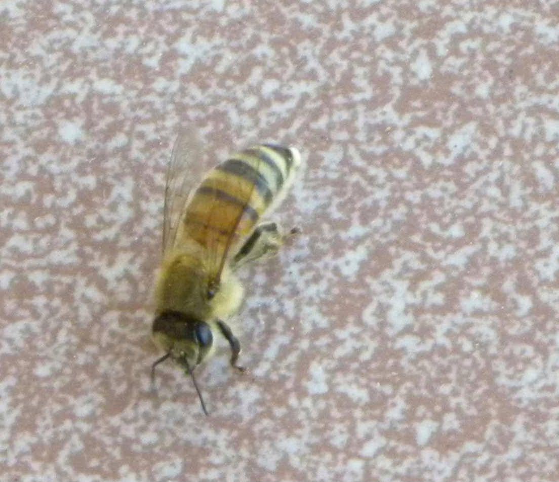 Apis mellifera in libera uscita